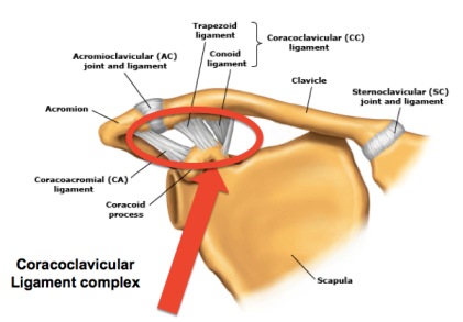 Corococlavicular ligament complex